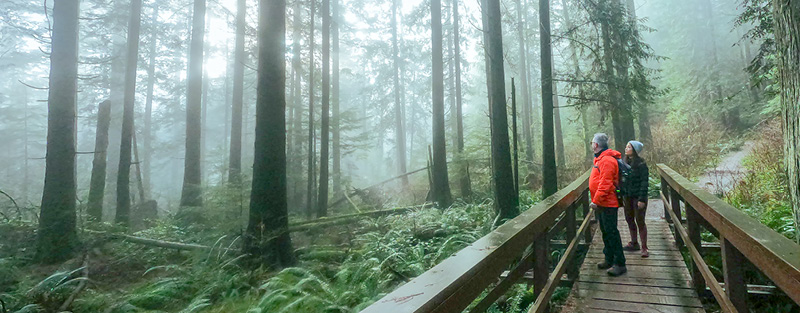 Foggy forest in North Vancouver, BC, Canada.