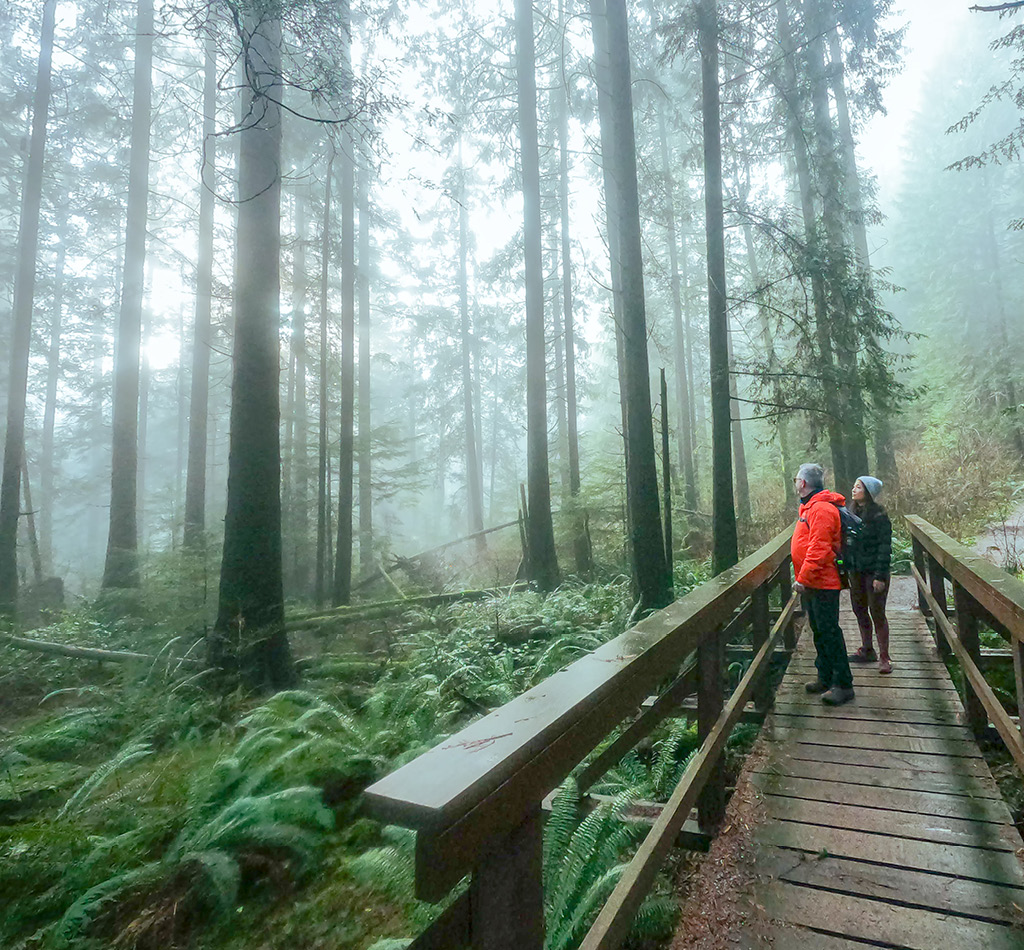 Foggy forest in North Vancouver, BC, Canada.