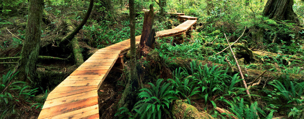 Boardwalk running through a dense forest in Vancouver Island, British Columbia.