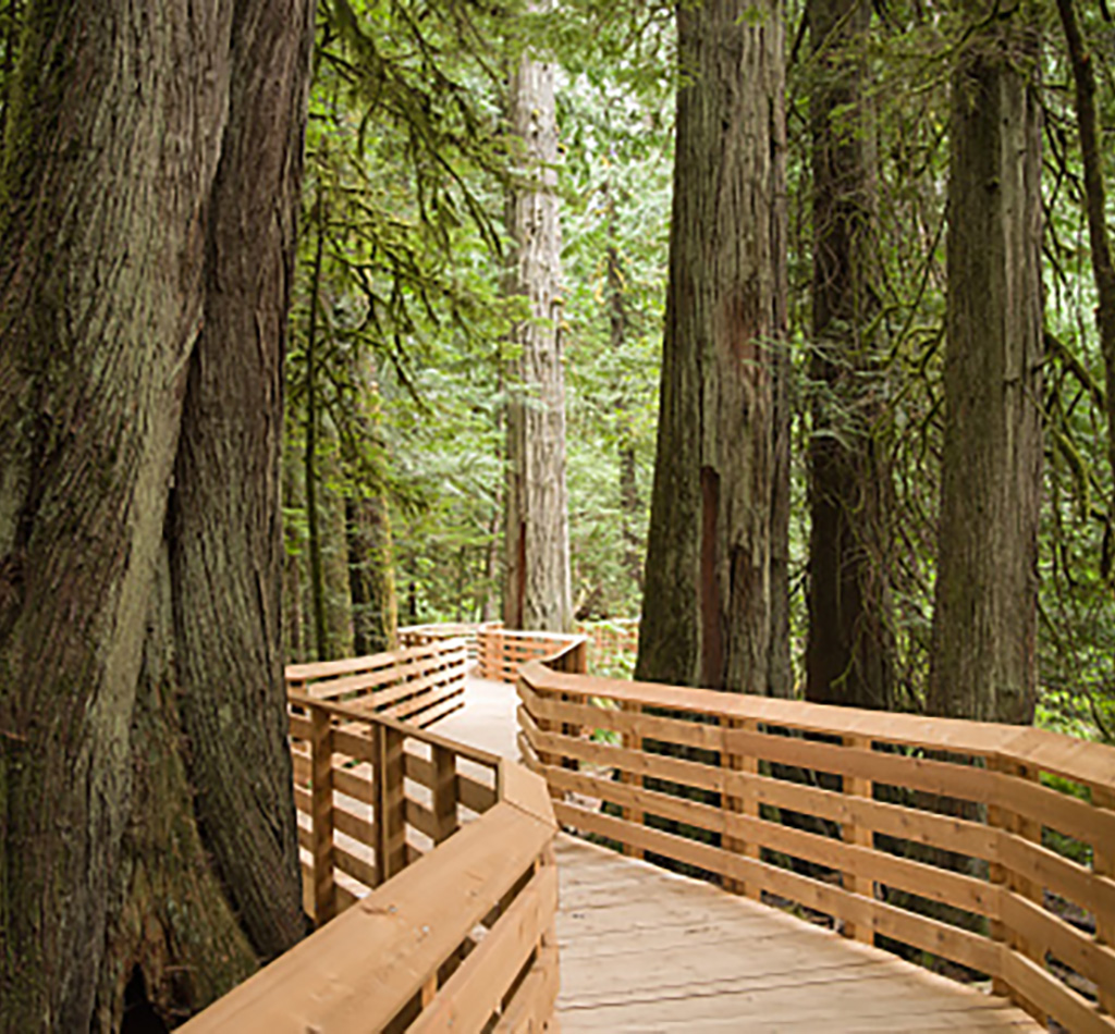 http://Wooden%20plank%20walkway%20through%20old%20growth%20forest.