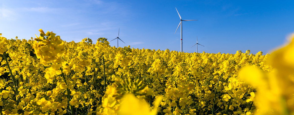 Windmill turbines on a sunny day in Germany on a blooming bright yellow field and blue sky.