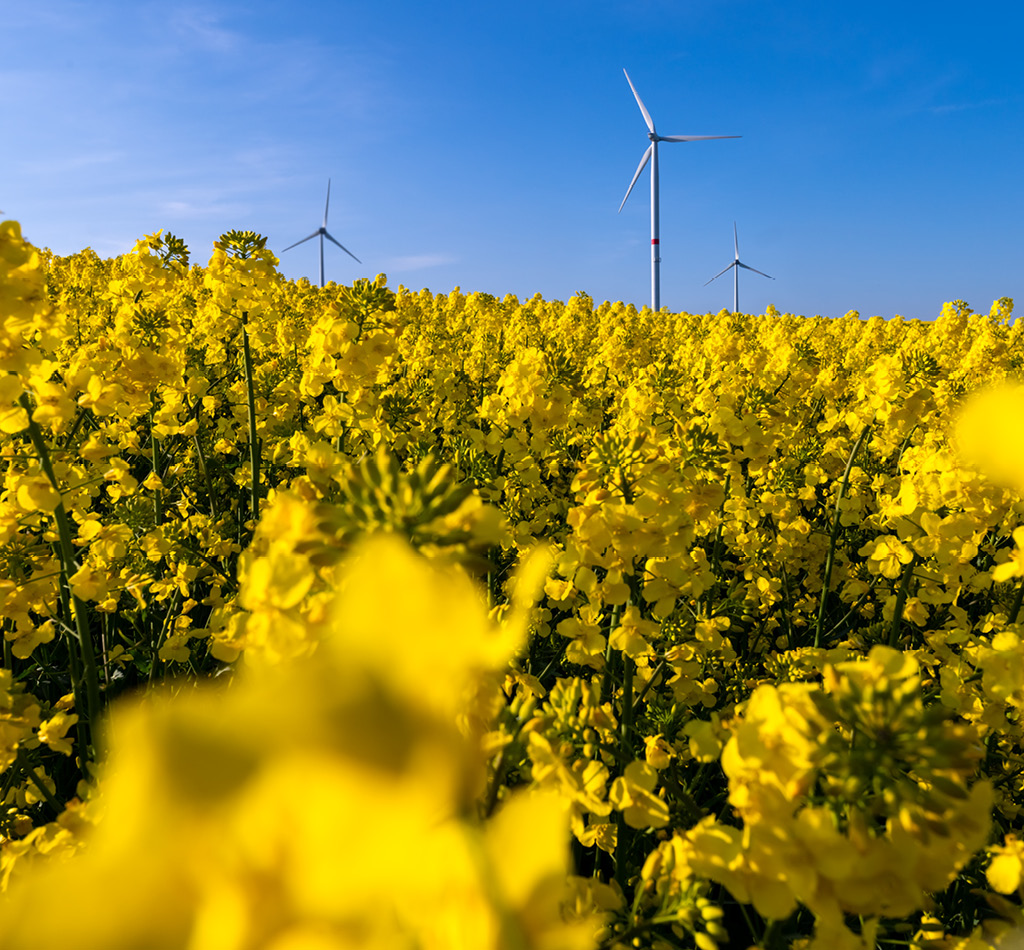 Windmill turbines on a sunny day in Germany on a blooming bright yellow field and blue sky.