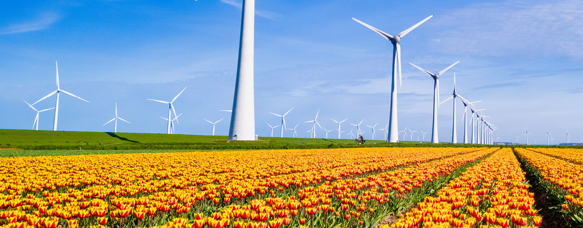 Vibrant tulip fields and modern wind turbines in Flevoland, Netherlands.